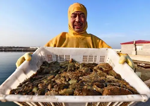 正值渤海湾地区海参收获时节,河北省乐亭县的海参养殖户忙着捕捞海参