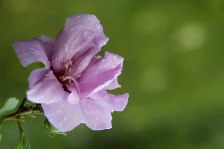 首发重瓣紫木槿