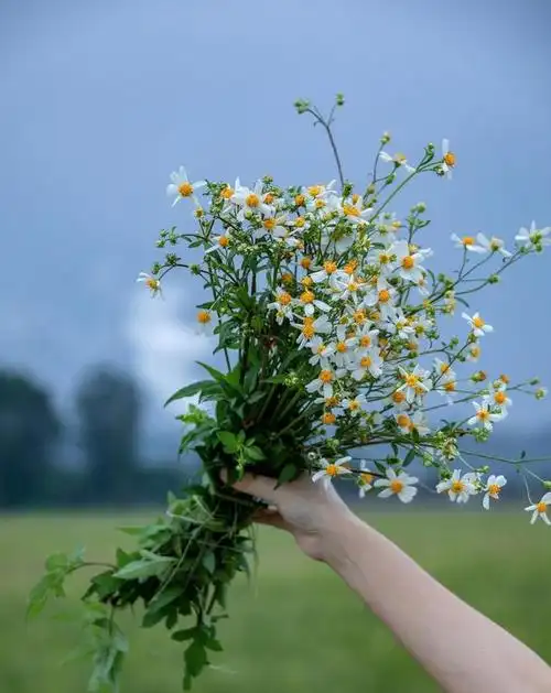 唯美清新的句子积极阳光带来一天的好心情