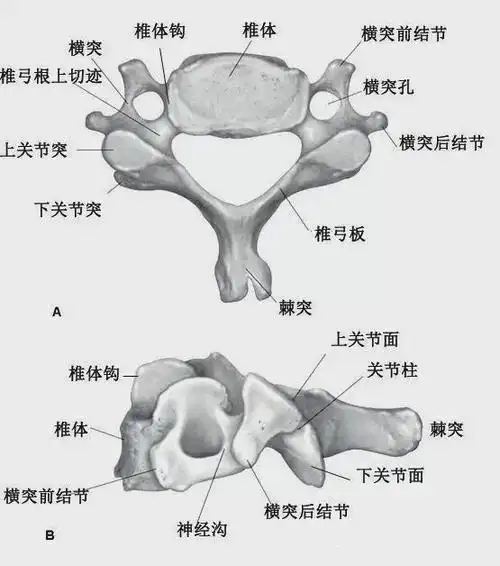 简单易学:七步完全读懂颈椎ct片