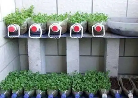 厨房里拿10个空油桶,剪开就是花盆,盆盆能收3,4斤_辣椒_种子_青菜