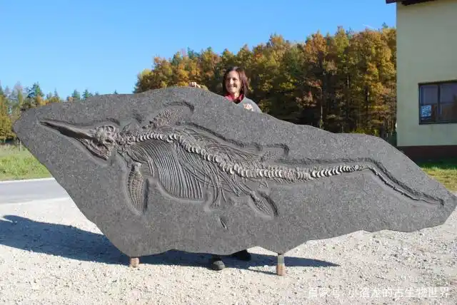 古生物学家在侏罗纪鱼龙身上发现了肥肉化石!