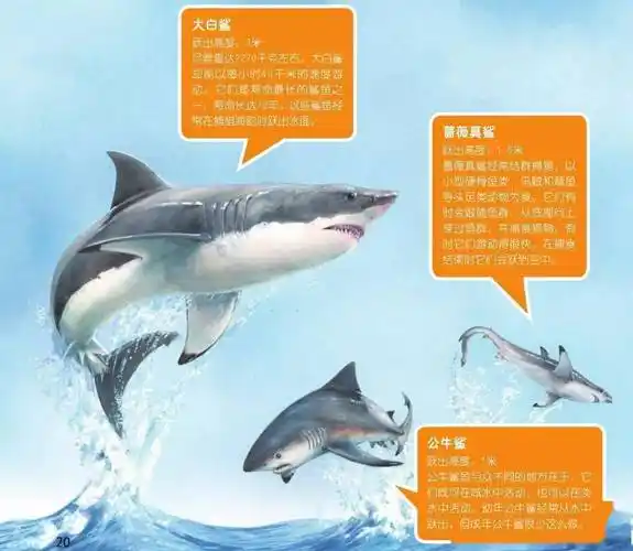 飞起来的鲨鱼_水面_人们_落水