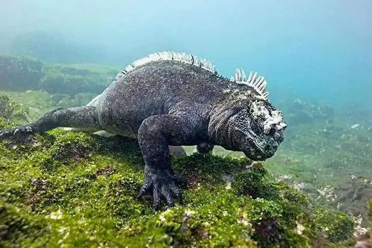 海洋生物-海鬣蜥 加拉帕戈斯独有物种,世界上唯一能适应海洋生活的