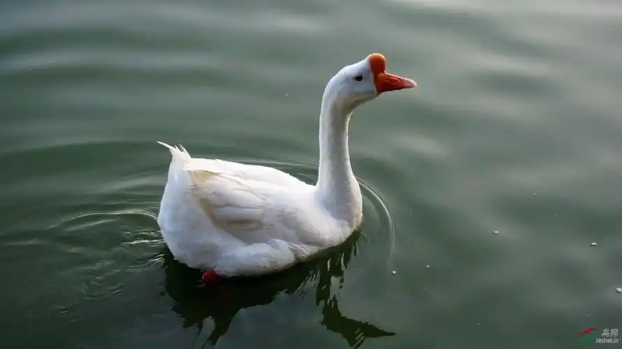 尝正宗浦东散养白鹅到花卉阁吃货们的绝佳去处