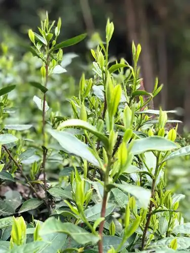 可这一株株茶树,吸足了云雨雾气之后,蓬蓬勃勃地生长起来