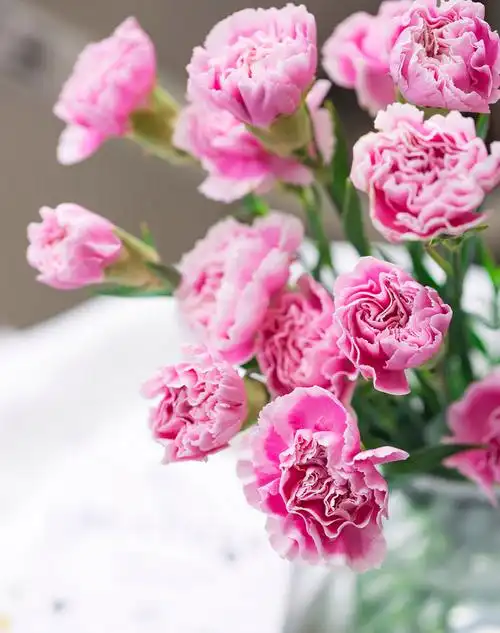 康乃馨怎么养,需要注意什么 - 花友之家