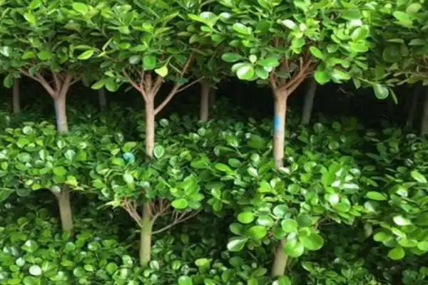 金钱榕有什么风水意思金钱榕的寓意是什么