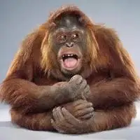 猴子笑到模糊表情包