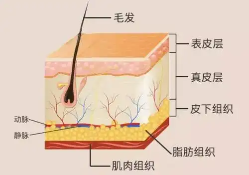 人体的皮肤主要由表皮层,真皮层和皮下组织三部分组成.