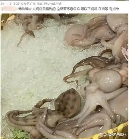 由于我身体上分布着一圈一圈的蓝色环,所以人们也叫我蓝环章鱼,蓝圈