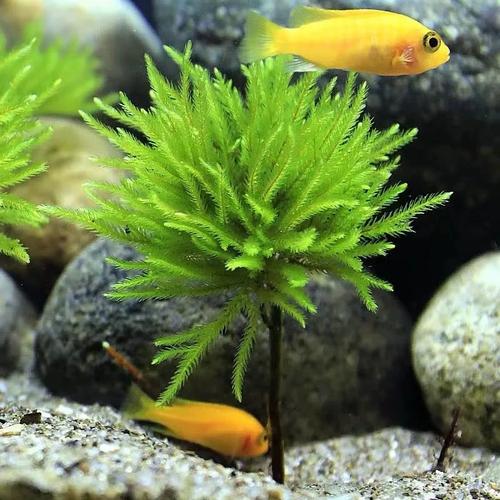 万年藓水草小型客厅生态鱼缸造景水草植物水培雨林缸迷你微景k904