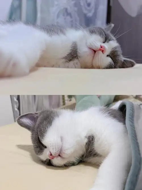 美猫睡觉图和摆烂睡觉图赏