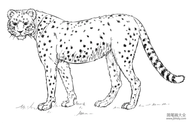 如何画猎豹