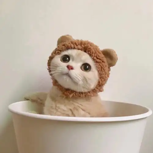 可爱猫咪情侣头像