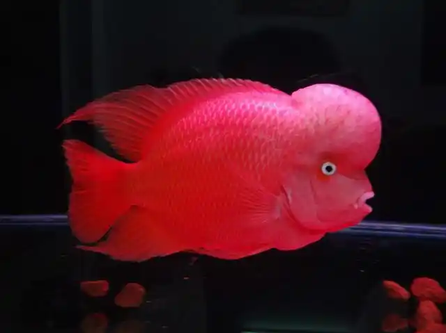 新手如何让观赏鱼罗汉鱼快速起头?