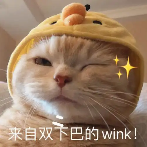 萌宠喵星人双下巴wink搞怪逗gif动图_动态图_表情包下载_soogif