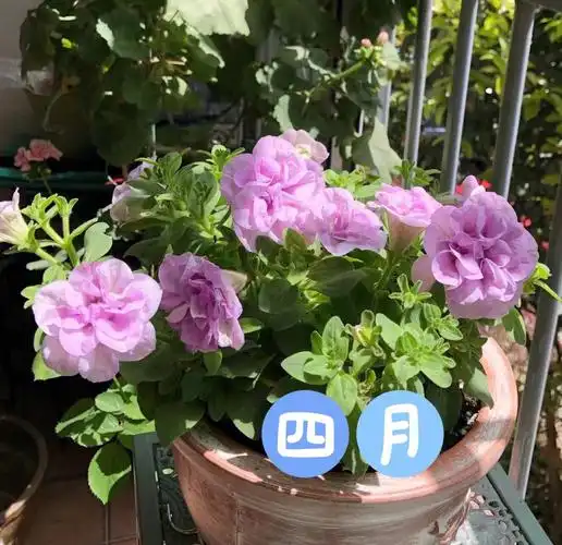 你值得拥有～#封闭阳台养花  #重瓣矮牵牛