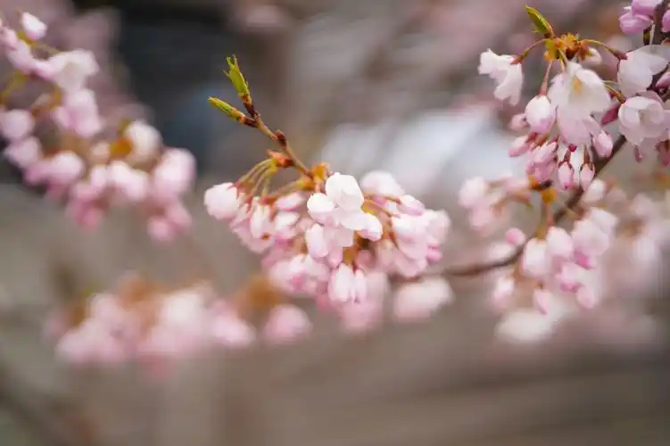 樱花开花了如找摄影师请私了