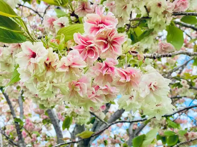 比御衣黄更稀罕的郁金樱