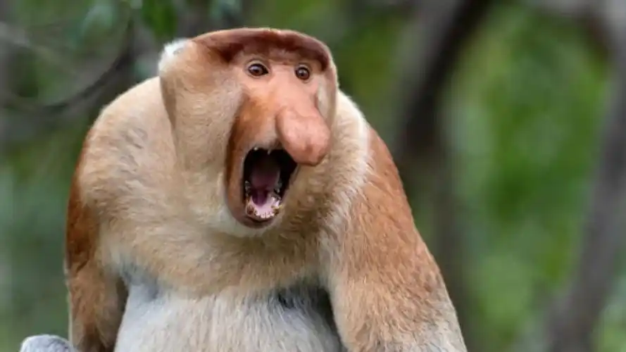 深入婆罗洲,拍到两种珍稀猴子,表情包长鼻猴太可爱了