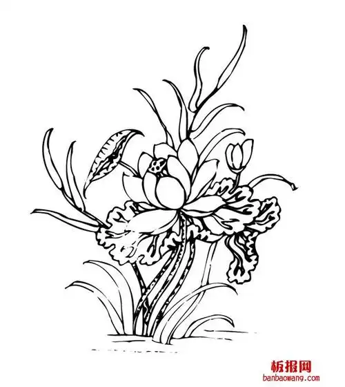 绽放的荷花简笔画