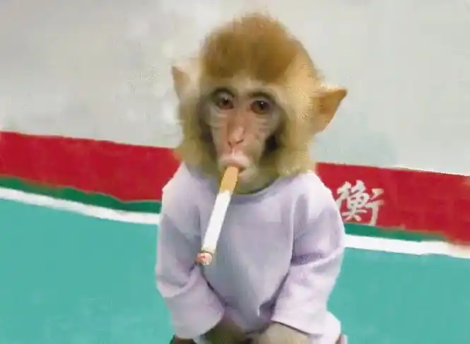 衡水野生动物园在某短视频平台官方认证账号上发布幼猴抽烟画面