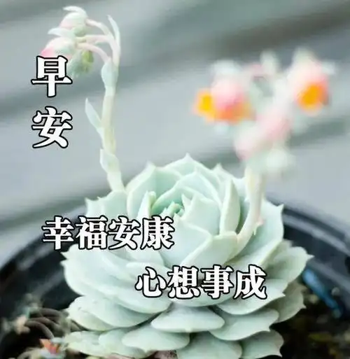 2020最漂亮的早上好图片 早上好图片带字和鲜花