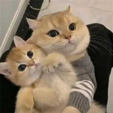 超可爱的猫咪情侣头像一左一右不明显情头萌宠男生女生头像