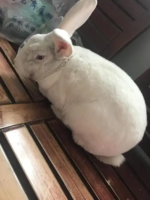 (更新)兔子为什么能长得这么丑