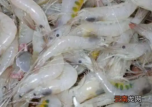 白虾是海里的还是河里的