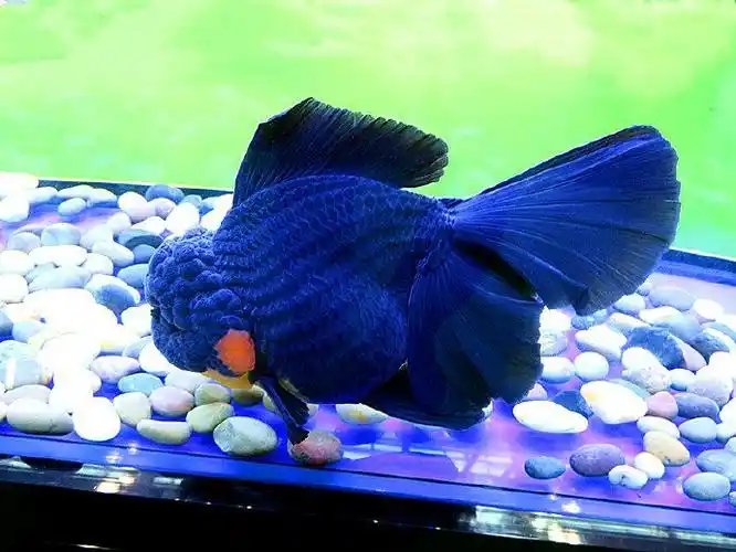 第三届中国(福州)世界金鱼大赛七组亚军---长尾狮头