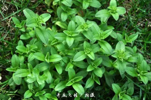 展开全部 这个应该是球序卷耳.