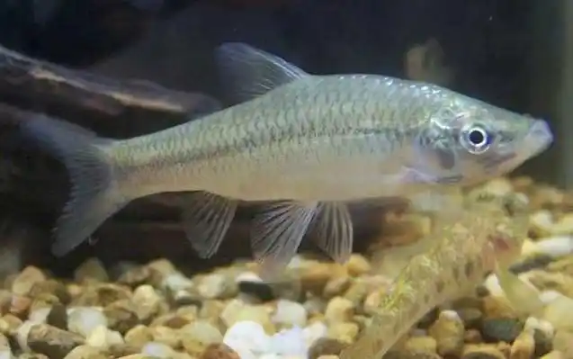 长麦穗鱼是鲤科麦穗鱼属淡水鱼类,俗称墨笔鱼,主要分布在浙江,安徽