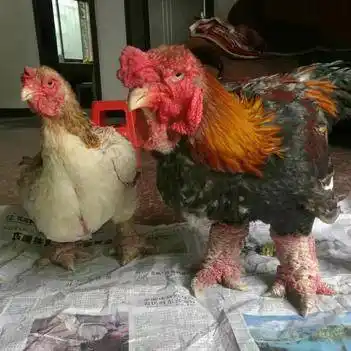 东涛鸡苗 纯种越南东涛鸡脱温苗 越南大脚鸡 一只起发中通快递 运输包