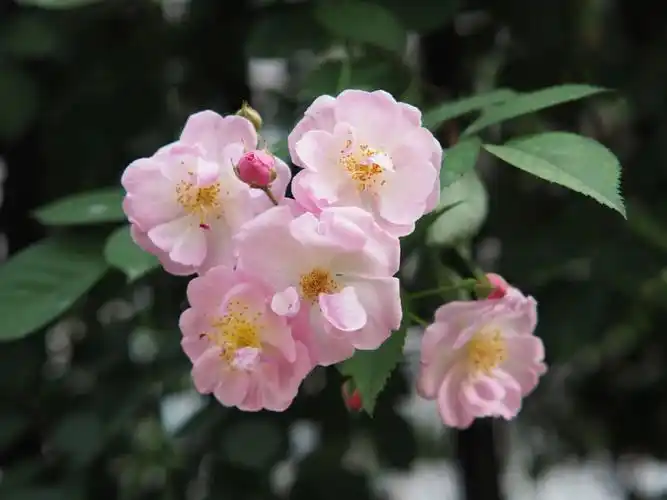 赠君一支粉蔷薇