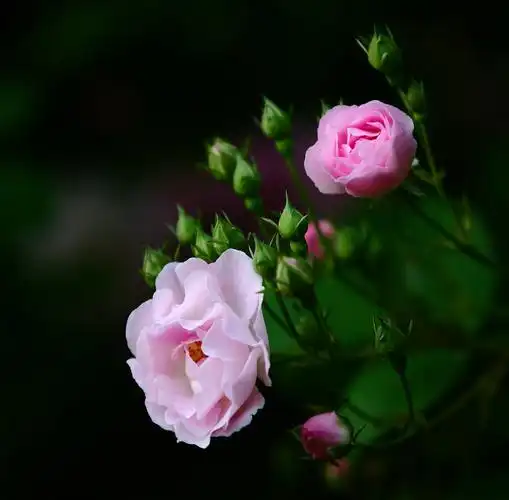 娇艳的粉色蔷薇花