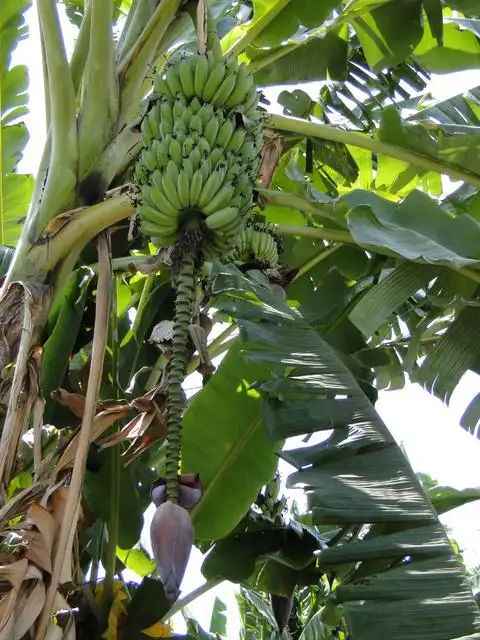 芭蕉如船木棉如火