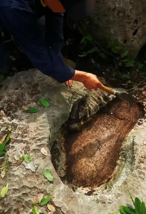 邀请池州学院地理与规划学院专家教授赴齐山对"大脚印"进行实地考证