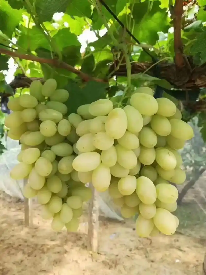 超超超好吃的张家口葡萄,日照阳光超长.#葡萄熟了  99 17 - 抖音