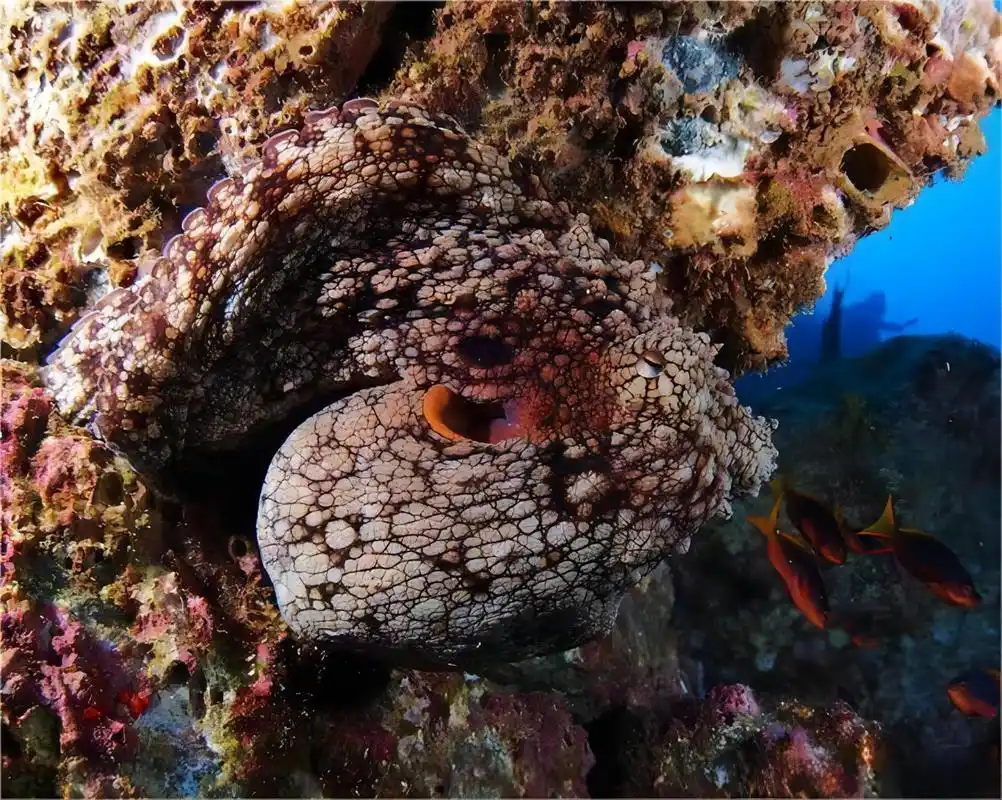 深海之谜:巨型章鱼的智慧与变幻术!