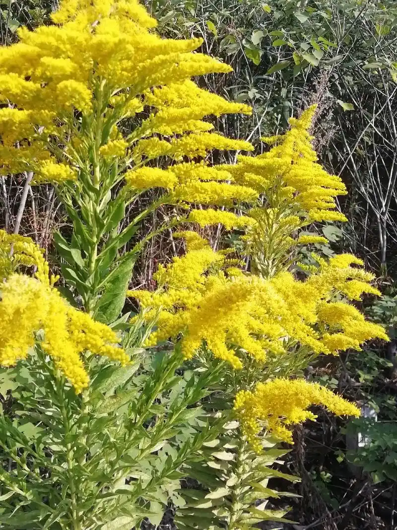 叶落草枯的深秋,荒野竟现加拿大一枝黄花,又称霸王花,它生命力 - 抖音