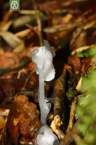 cheilotheca humilis球果假水晶兰2012-06-02xx-tw (6).jpg