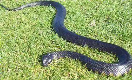 被黑虎蛇所咬后,除了伤口剧痛之外,从伤口附近延伸的毒素更会令足部及