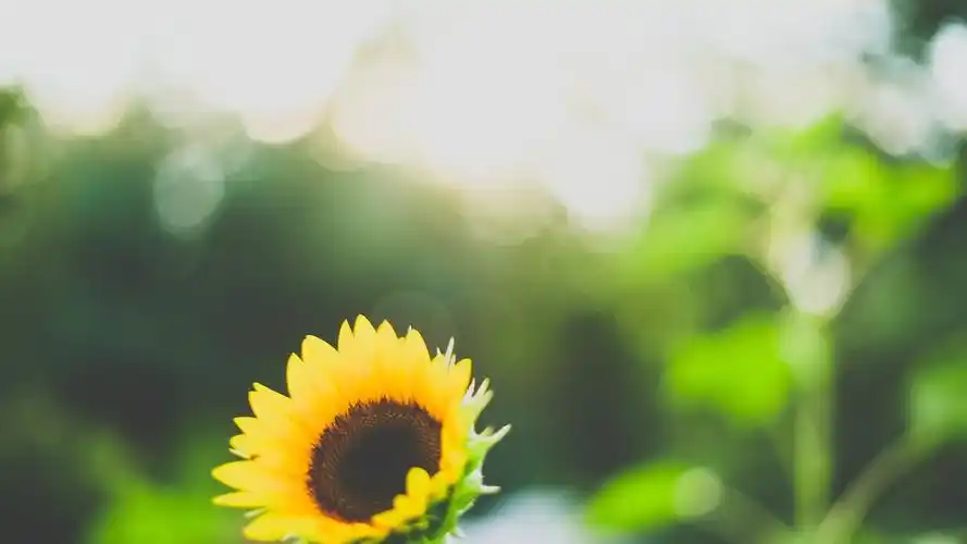 能保护眼睛的清新绿色植物