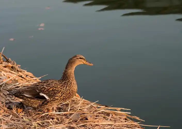 蔡司85手动对焦拍摄(麻鸭)