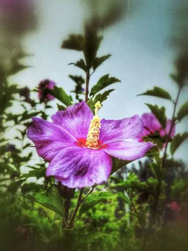 其它 古诗词里看木槿 写美篇红槿花 唐-戎昱 花是深红叶曲尘,不将桃李