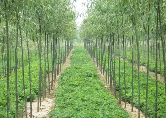 速生柳的栽培技术
