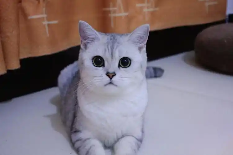 佳能40d对比苹果原相机