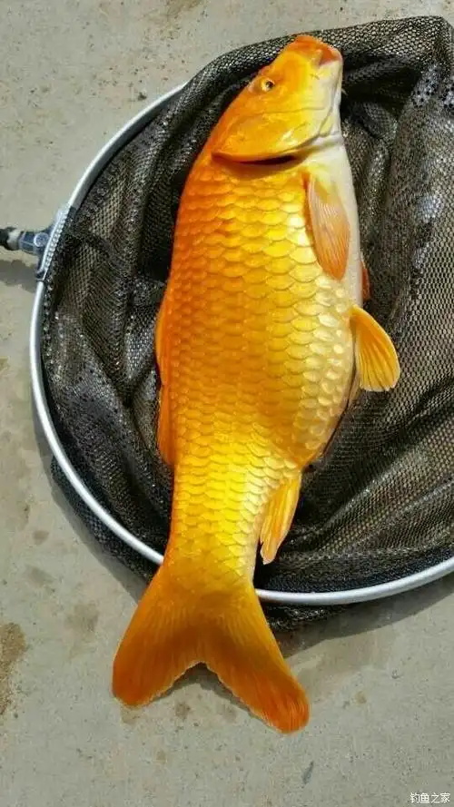 传说中的金鲤鱼.